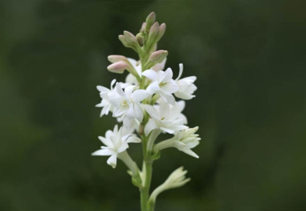 Выращивание туберозы: описание, посадка и уход, фото цветов