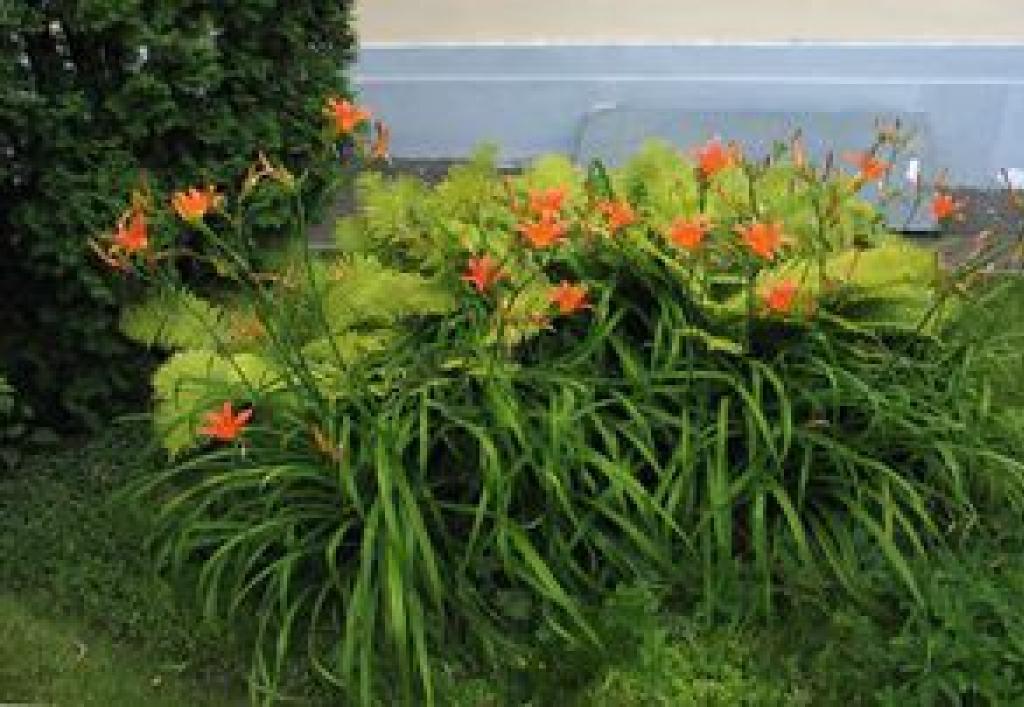 С какими цветами сочетаются лилейники в дизайне сада, фото С чем сажать ирисы
